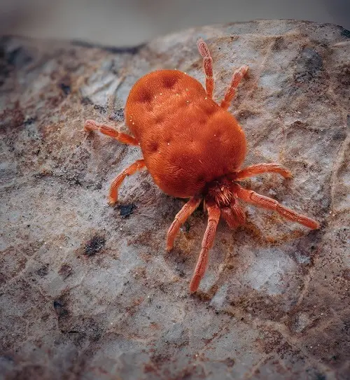  beautiful Tiny Bugs in House Near Windows You Need to Look Out For