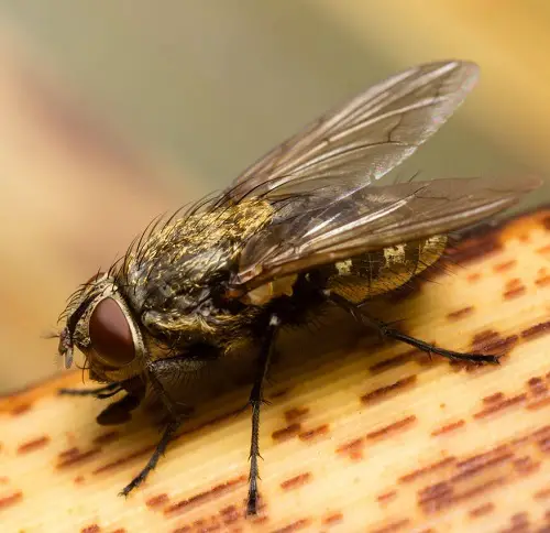  Tiny Bugs in House Near Windows You Need to Look Out For