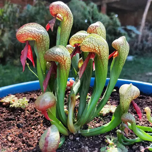 Ugly Flowers You'd Like to Grow in Garden