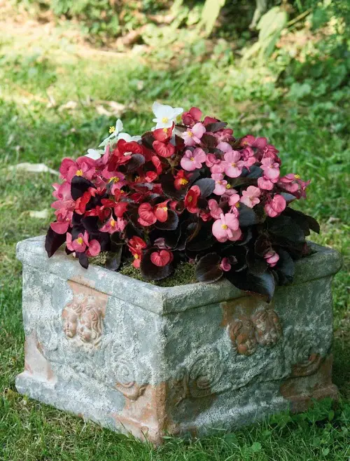 Lovely Sorts of Begonias3