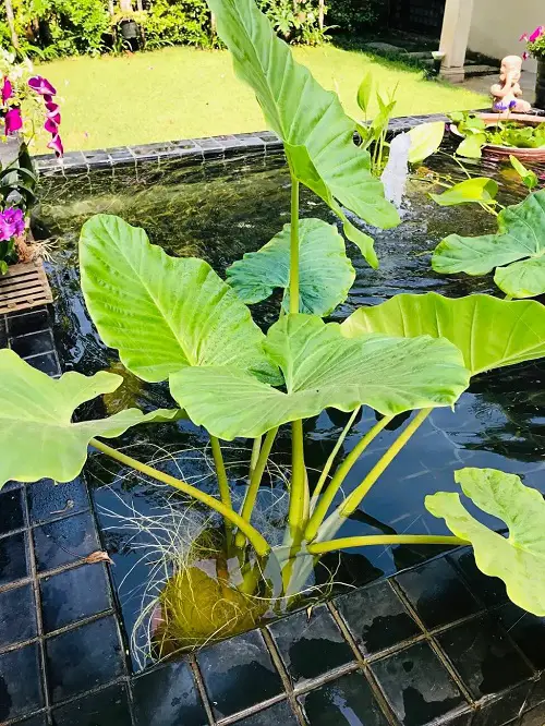 elephant ear Plants for a Koi Pond 2