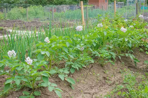 Best Garlic Companion Plants potatos