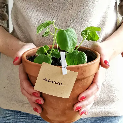 How to Grow Cucumbers in Container1