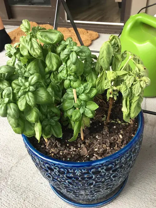 Tips to Grow Bigger Basil Leaves 6