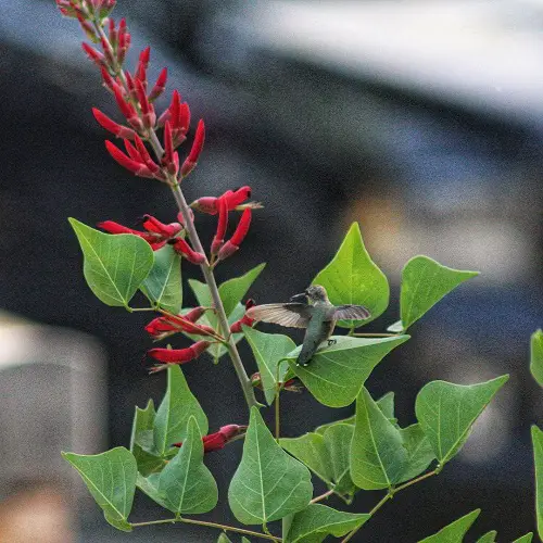Florida Plants that Draw Hummingbirds