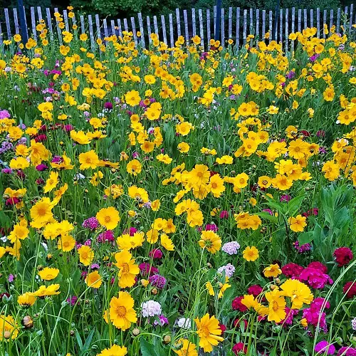 best Perennial Flowers that Bloom All Summer