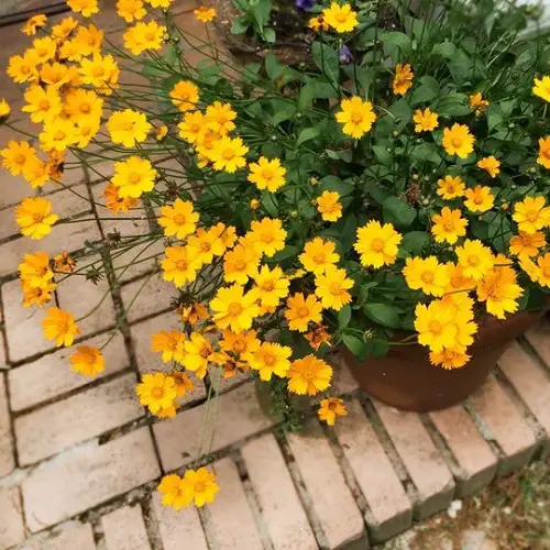 Bee-Attractive Species