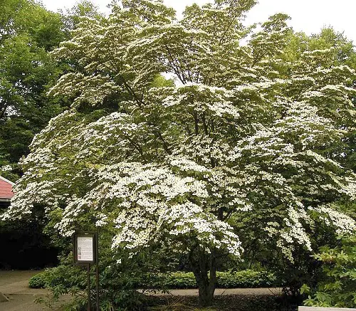 California Native Plants