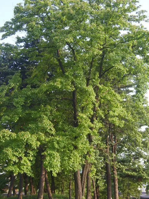 Amazing Different of Dogwood Tree Varieties in garden ideas