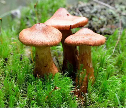 Most Toxic Mushrooms Found Easily in backyard