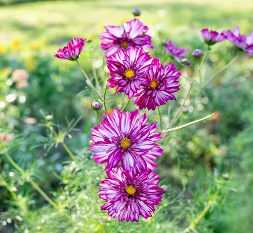 beautiful Best Pink and Blue Flowers