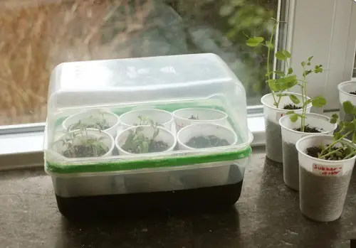 Cover the Seed Tray With a Humidity Dome