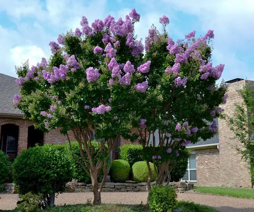 best Lovely Blue-Flowered Trees
