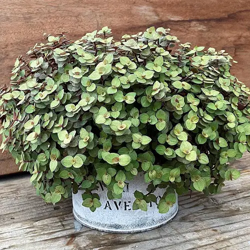 best Thriller Filler Plants for Spillers 3