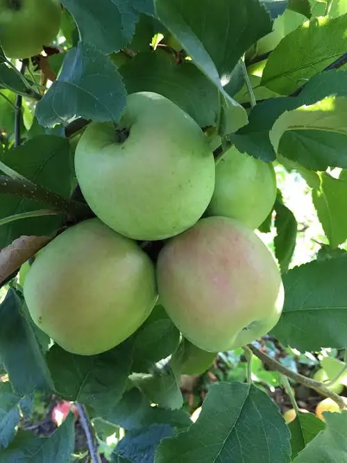 Different Types of Green Apple Varieties