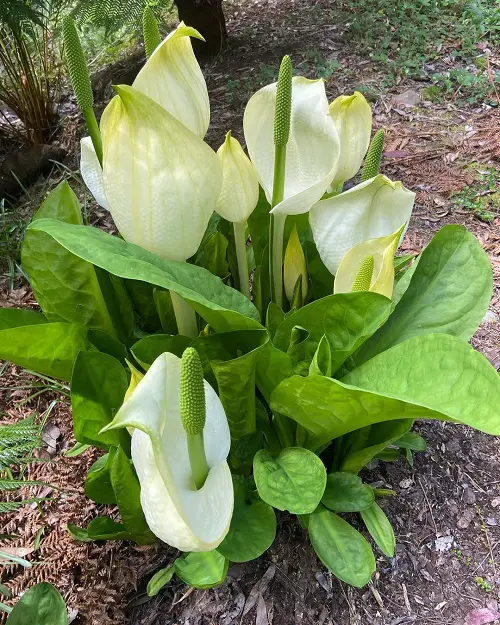 Unattractive Flowers You'd Like to Plant in Your Garden3