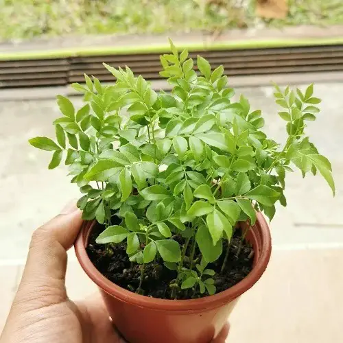Heat-Tolerant Herbs in pot 