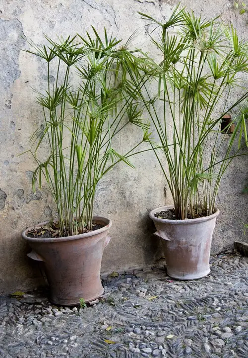 Top Thriller Plants for Filler 