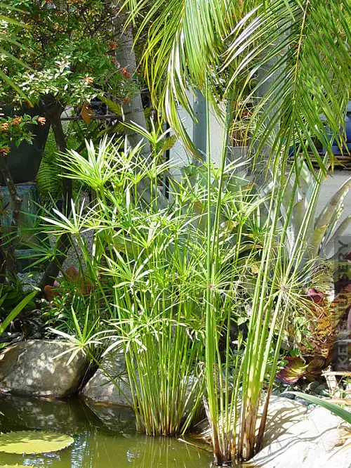 dwrf papyrus Plants for a Koi Pond 