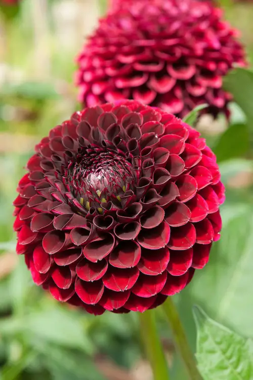 best Magnificent Red Dahlia Varieties for a Landscape
