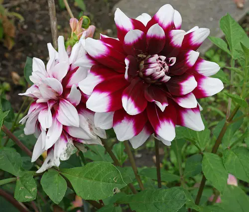 best Top Varieties of Red Dahlias for the Garden