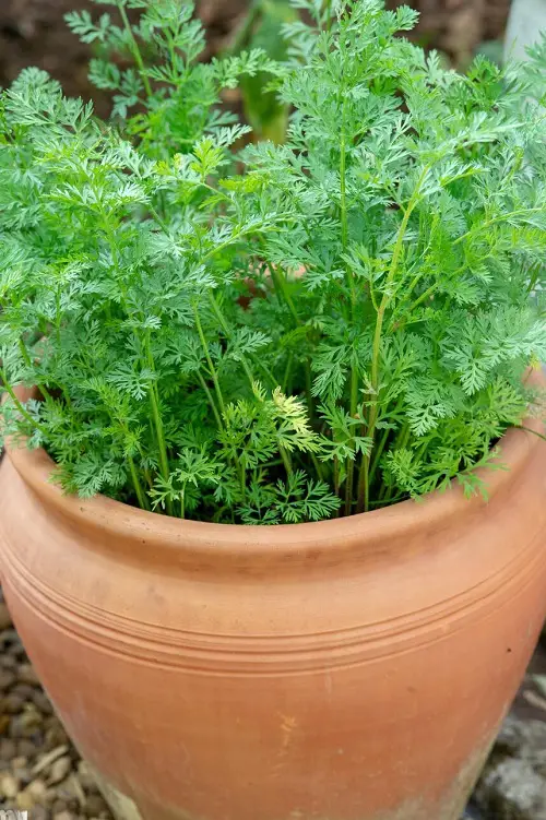 carrot Companion Plants rosemary
