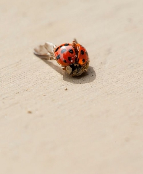 Meaning of Seeing a Dead Ladybug