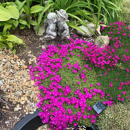 Succulents Featuring Pink Blooms