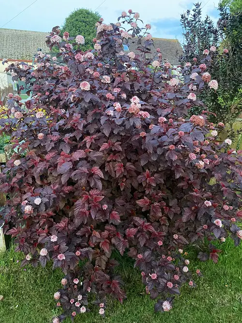 stunning purple ground cover plants 4