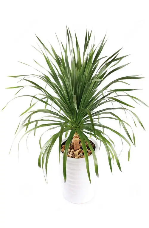 Dracaena Angustifolia growing