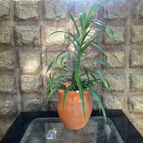 Dracaena angustifolia Growing Requirements
