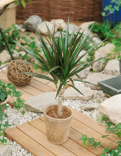 Best Thriller Plants for Your Home Garden