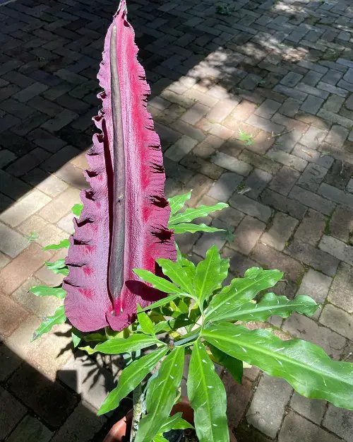 You'd Like to Grow Ugly Flowers in Your Garden3