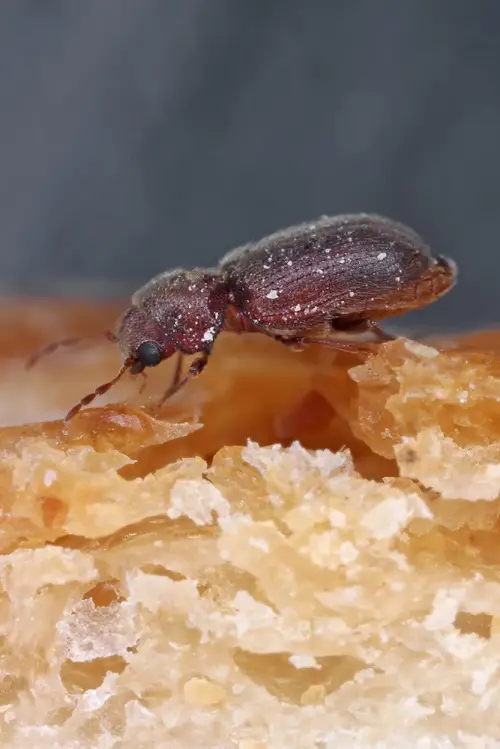  Tiny Bugs in House Near Windows You Need to Look 