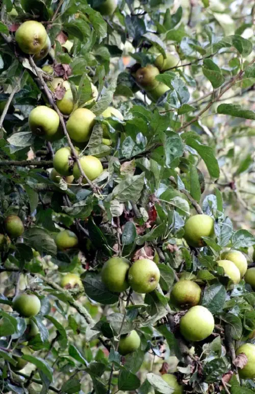 beautiful Types of Green Apple Varieties 16