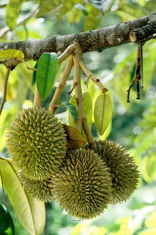 Fruits that Stink and Smell 1