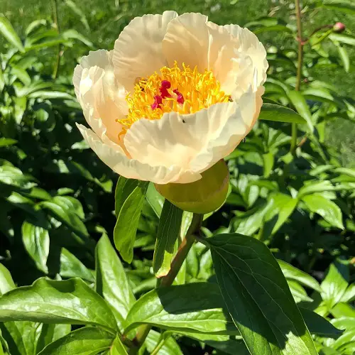 Top Varieties of Yellow Peonies 