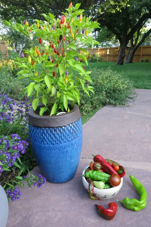 Secrets to Grow More Peppers Than Ever