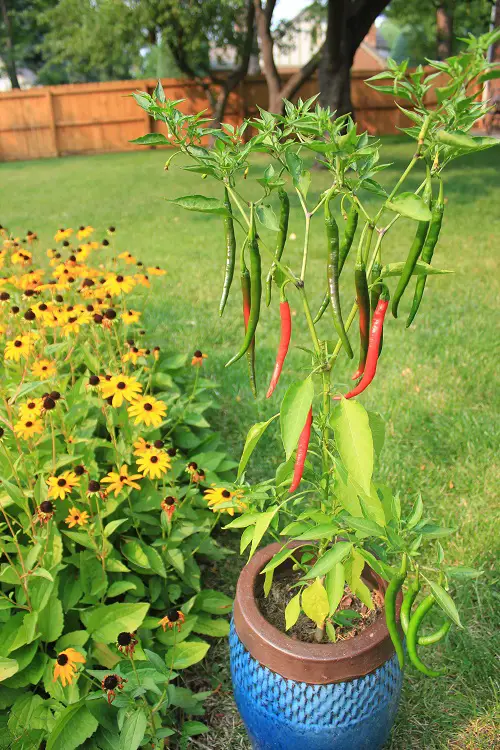 Water the Plants Correctly