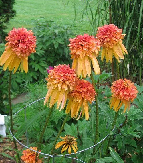 Reminiscent of Marigolds in Flowers 2