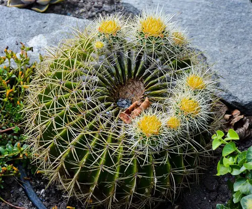 Yellow Flowering Cactus in garden 