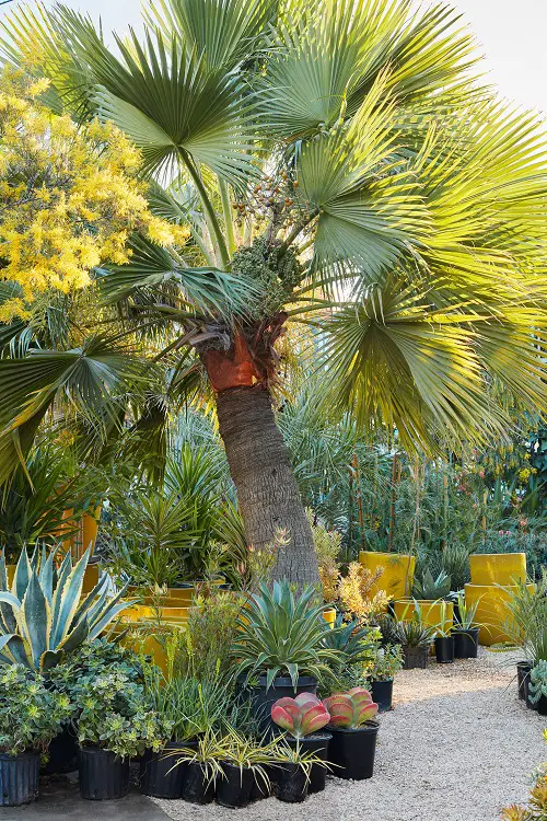 beautiful Plants for Your Tropical Edible Garden to Grow