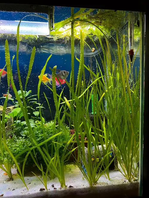 ealgrass Plants for a Koi Pond