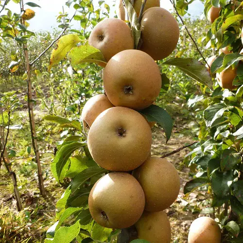 Different Types of Green Apple Varieties