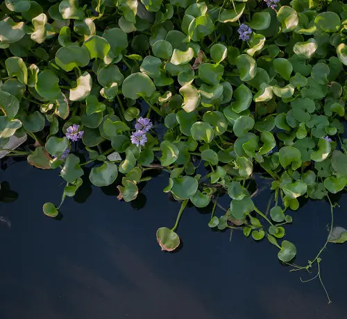 water hyacinth Plants for a Koi Pond