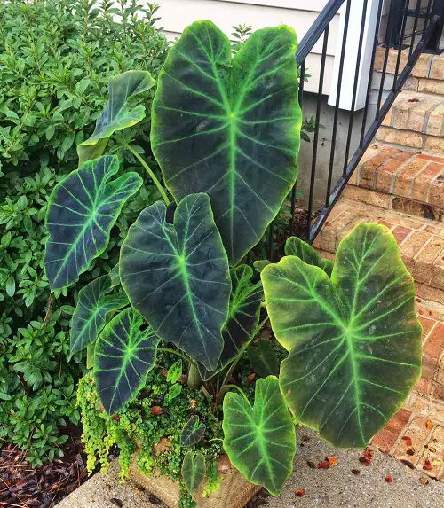 amazing Best Plants for Curb Appeal