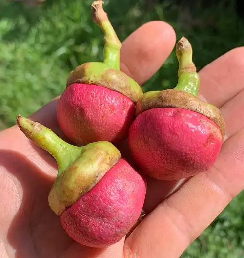 Most Strangest Fruits in pink colour