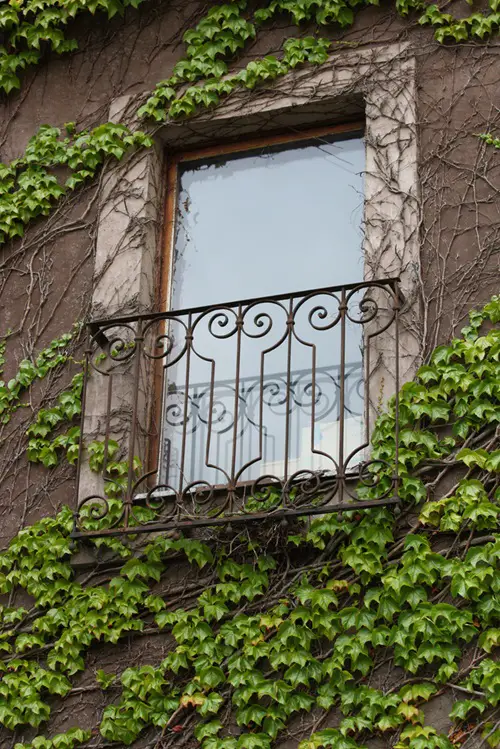 Hanging Onto Anything with Clinging Vines 54