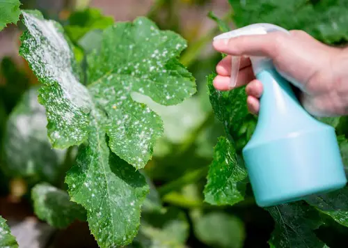 Epsom Salt Fungicide