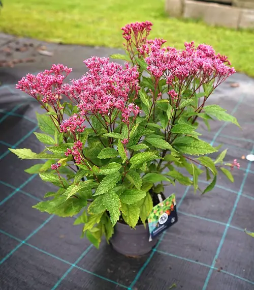 Plants That Draw Bees 4